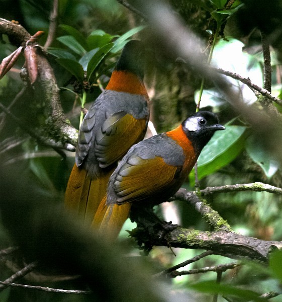 Collared Laughingthrush - ML379430351