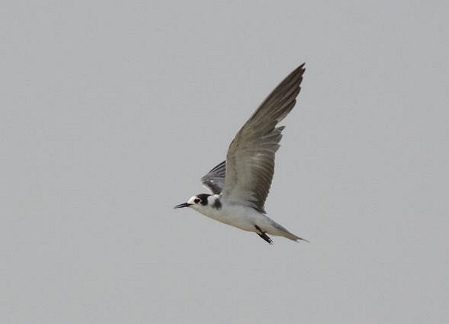 Хилэн хараалай - ML379430361