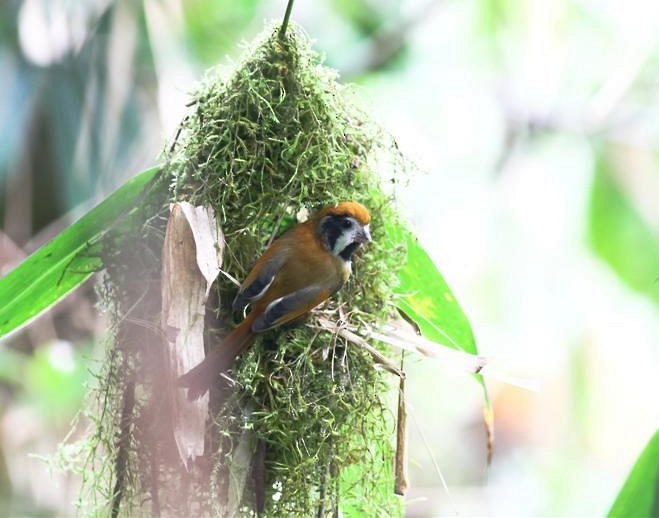 Black-throated Parrotbill (Black-eared) - ML379430391