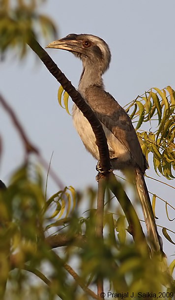 Indian Gray Hornbill - ML379430451