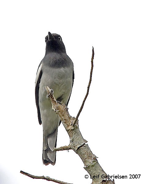 McGregor's Cuckooshrike - Leif Gabrielsen