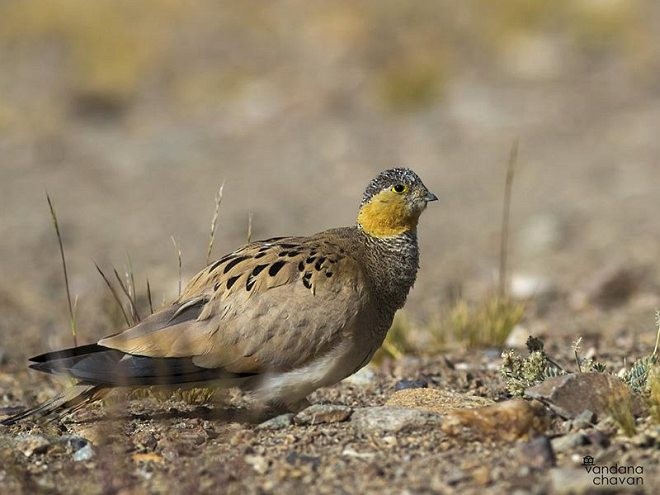 Tibetan Sandgrouse - ML379431011