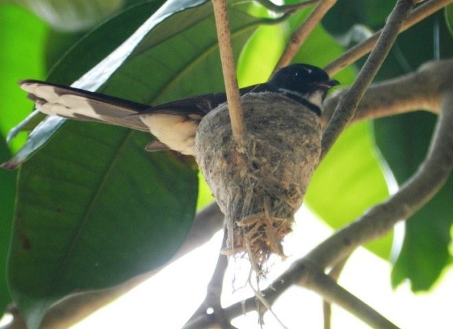 Malaysian Pied-Fantail - ML379431201