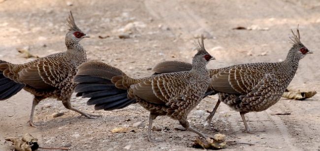 Kalij Pheasant - ML379431251