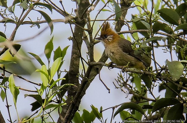 White-naped Yuhina - ML379431261