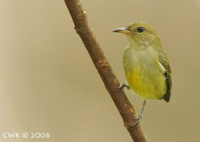 Orange-bellied Flowerpecker - ML379431531