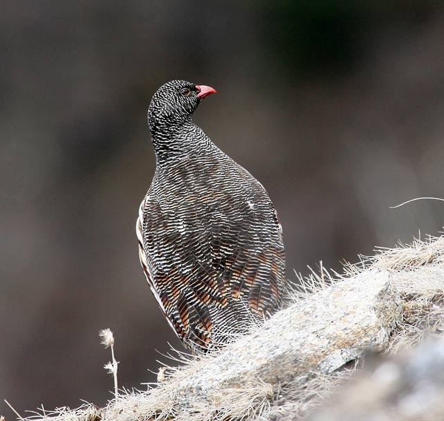 Snow Partridge - ML379431821