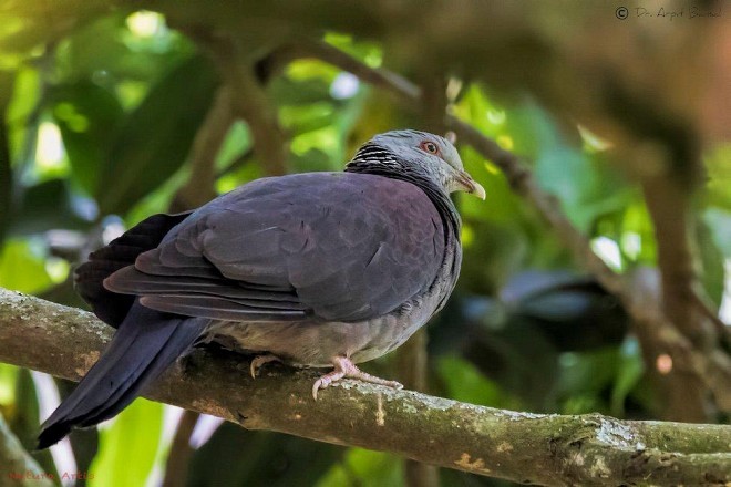 Nilgiri Wood-Pigeon - ML379431961