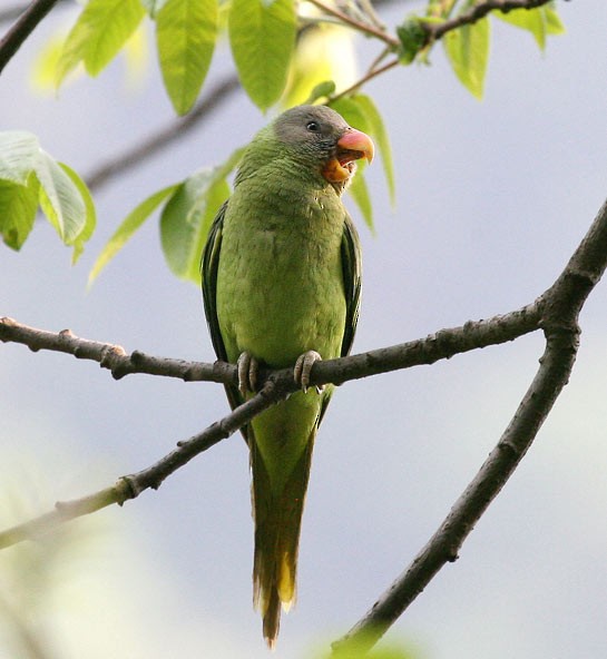 Slaty-headed Parakeet - ML379431991