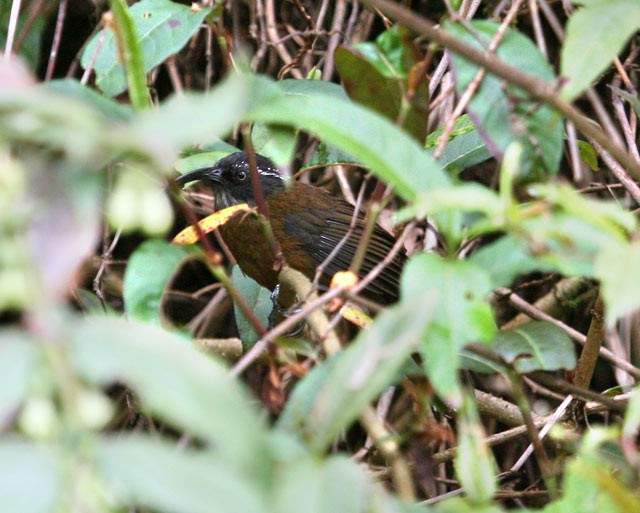 Slender-billed Scimitar-Babbler - ML379432031