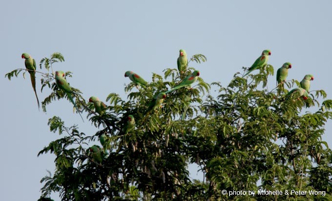 Alexandrine Parakeet - ML379432041