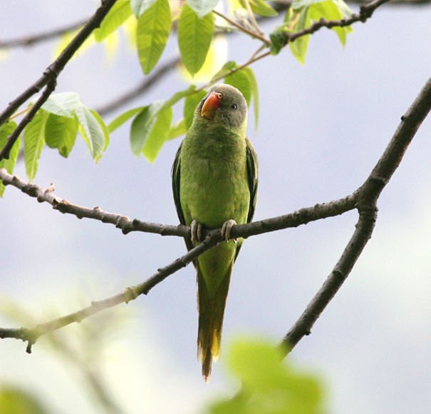 Slaty-headed Parakeet - ML379432121