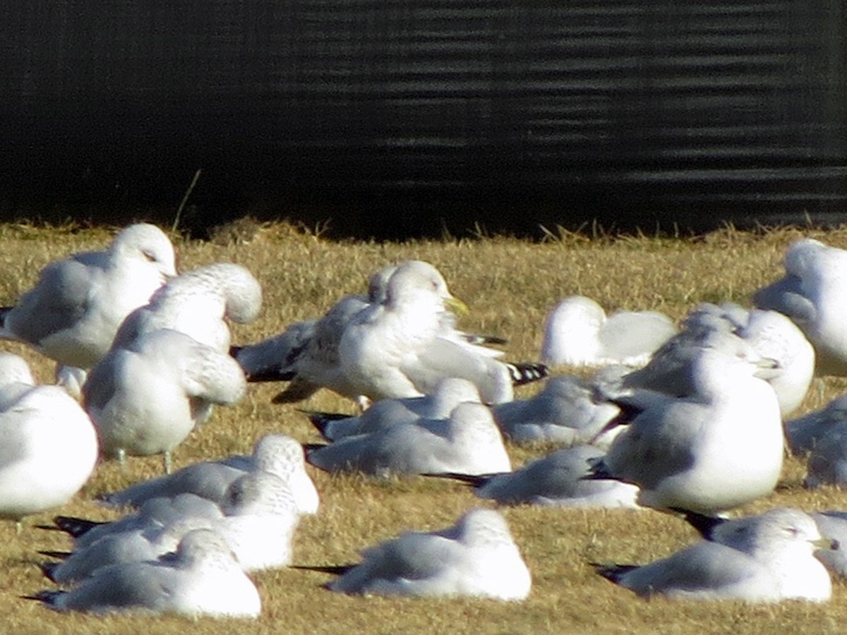 Short-billed Gull - ML37943241