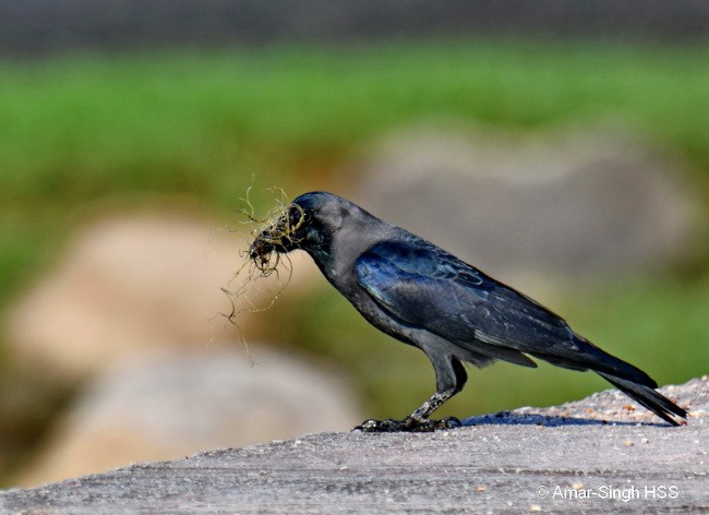 House Crow - Amar-Singh HSS