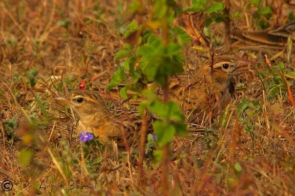 Mongolian Short-toed Lark - ML379433521