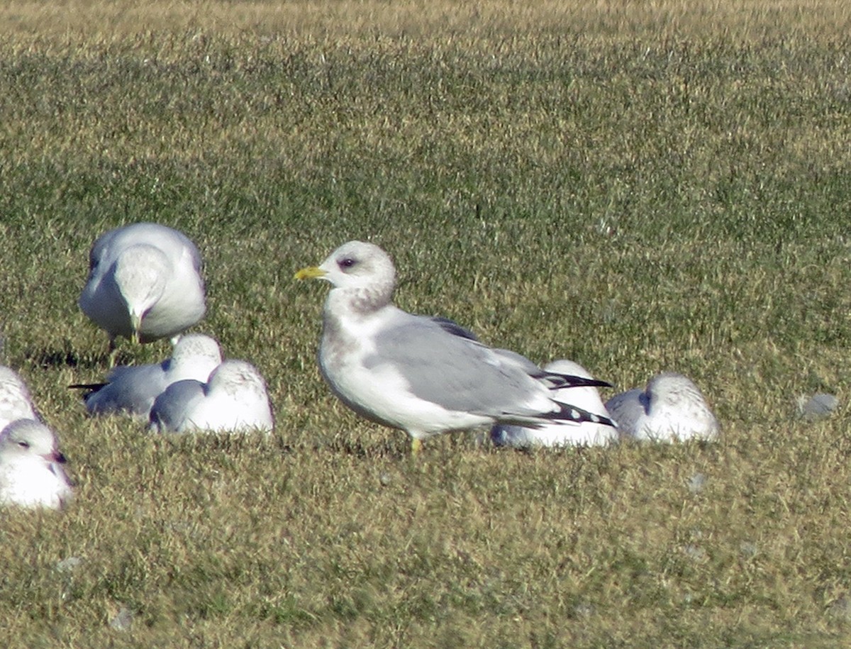 Short-billed Gull - ML37943401