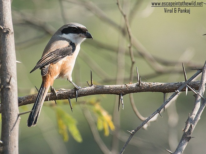 Long-tailed Shrike (erythronotus/caniceps) - ML379434851