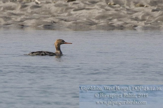 Red-breasted Merganser - ML379435031