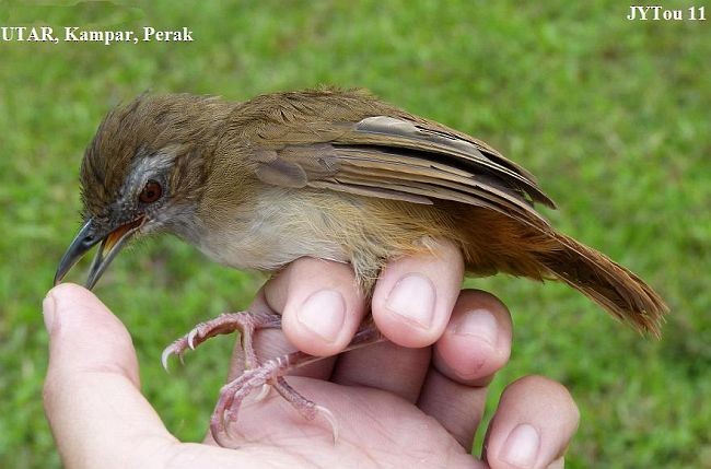 Abbott's Babbler - ML379435071