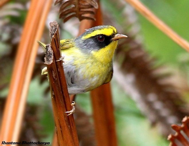 Black-faced Warbler - Shantanu Bhattacharya