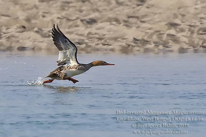 Red-breasted Merganser - Biswapriya Rahut