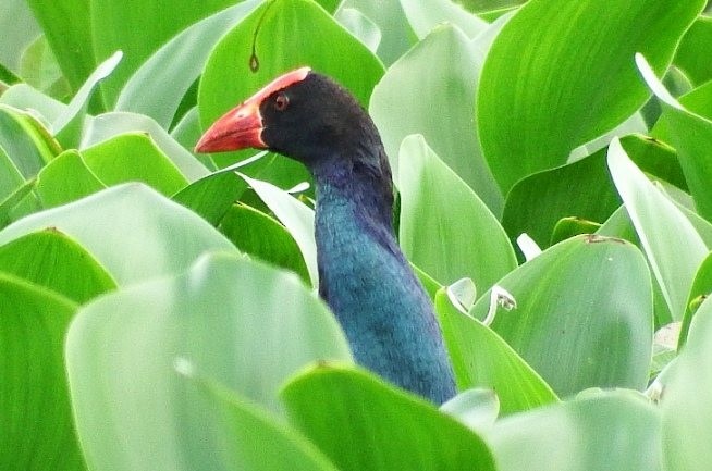 Black-backed Swamphen - ML379435321