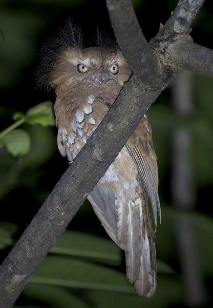 Hodgson's Frogmouth - ML379435851