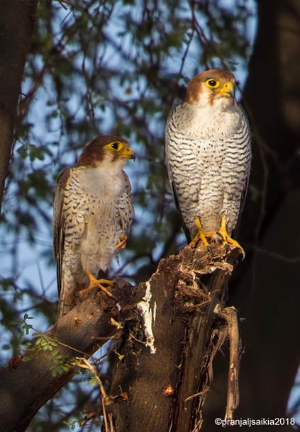 Red-necked Falcon (Asian) - ML379436311