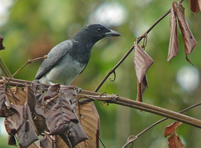 Moluccan Cuckooshrike - ML379436391