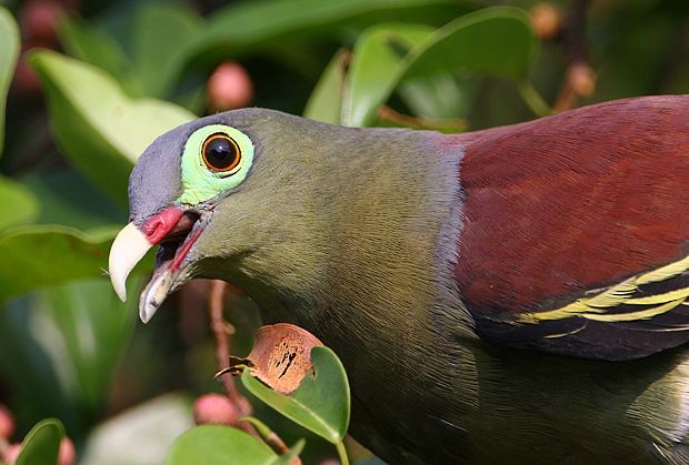 Thick-billed Green-Pigeon (Thick-billed) - ML379436401
