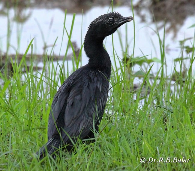 Little Cormorant - ML379436781