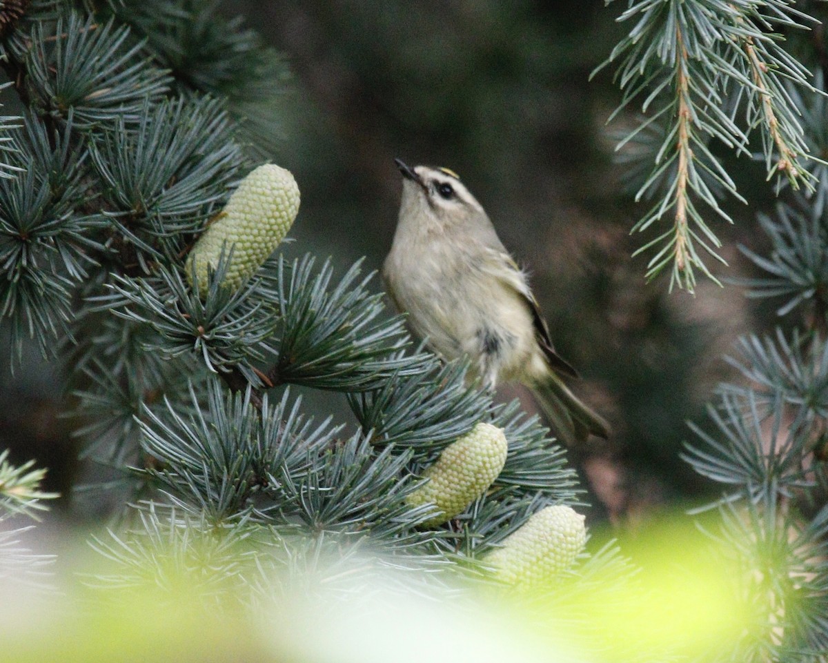 Golden-crowned Kinglet - ML379436941