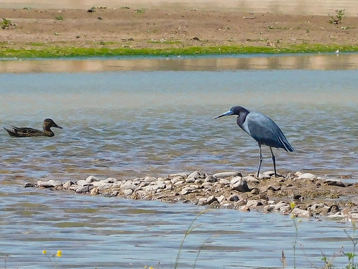 Little Blue Heron - ML379436971