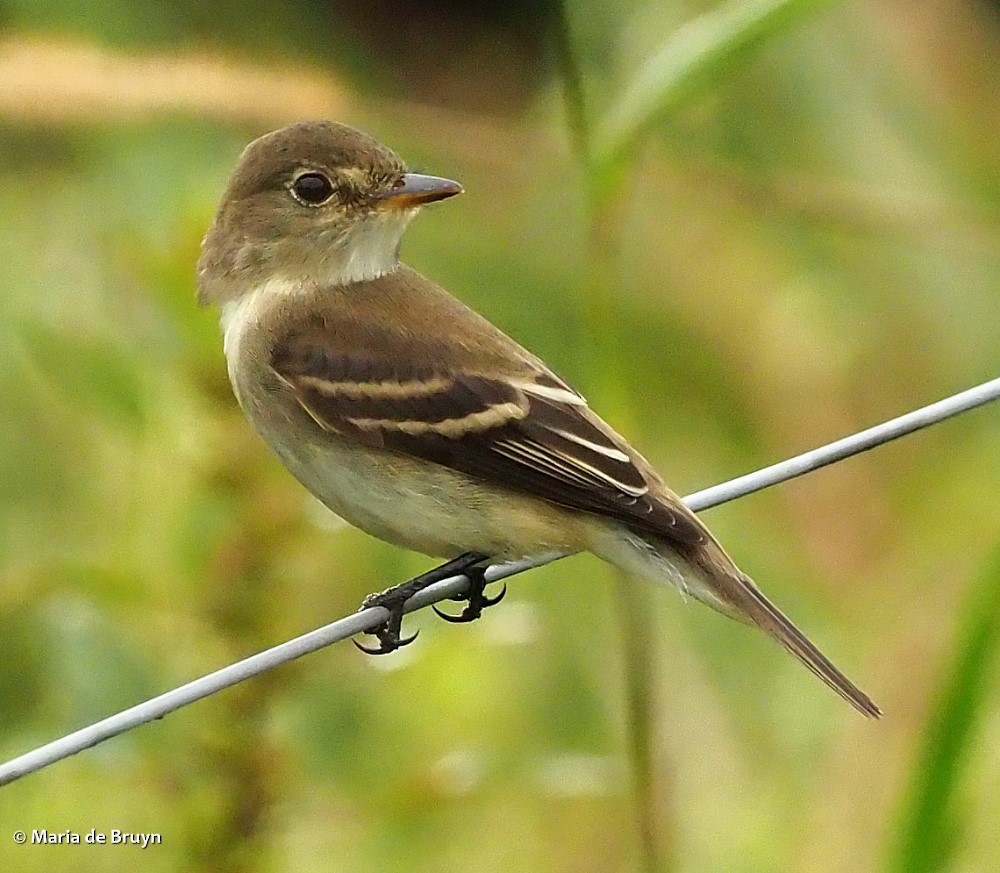 Alder/Willow Flycatcher (Traill's Flycatcher) - ML379437651