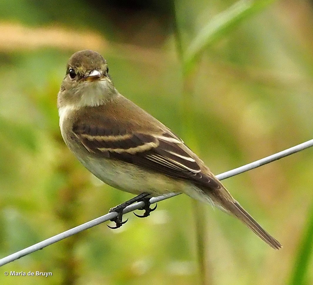 Alder/Willow Flycatcher (Traill's Flycatcher) - ML379437891