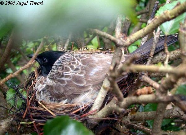 Red-vented Bulbul - ML379437981