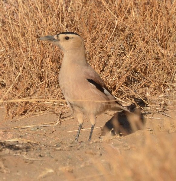 Mongolian Ground-Jay - ML379438281