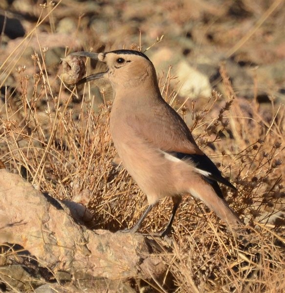 Mongolian Ground-Jay - ML379438301