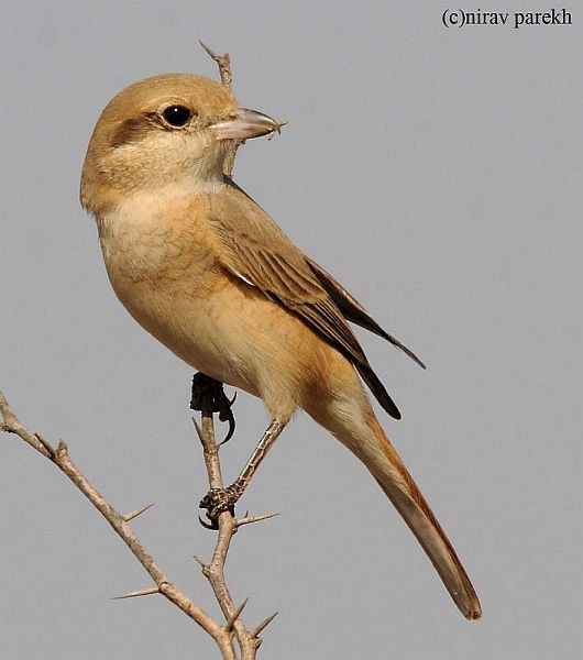 Isabelline Shrike (Chinese) - ML379438451