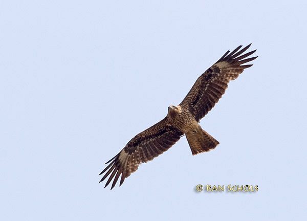 Black Kite (Black-eared) - Ran Schols