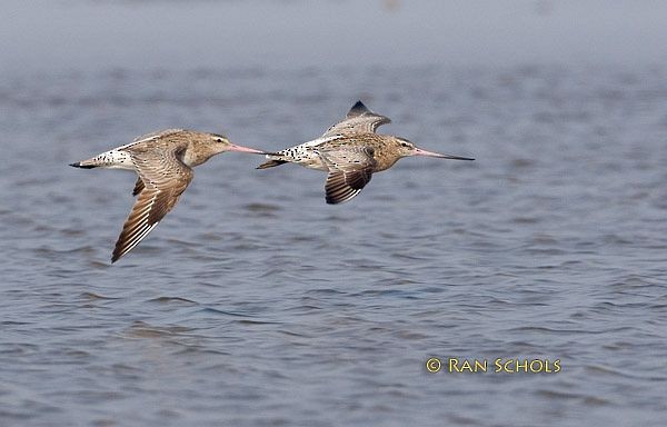 Bar-tailed Godwit - ML379438691