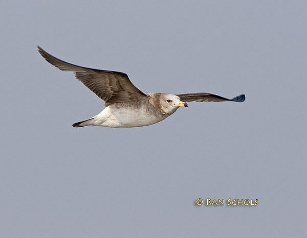 Gaviota Japonesa - ML379438701