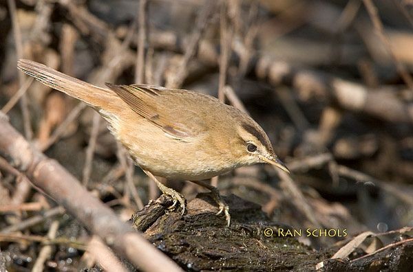Black-browed Reed Warbler - ML379438721