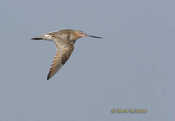 Bar-tailed Godwit - ML379438791