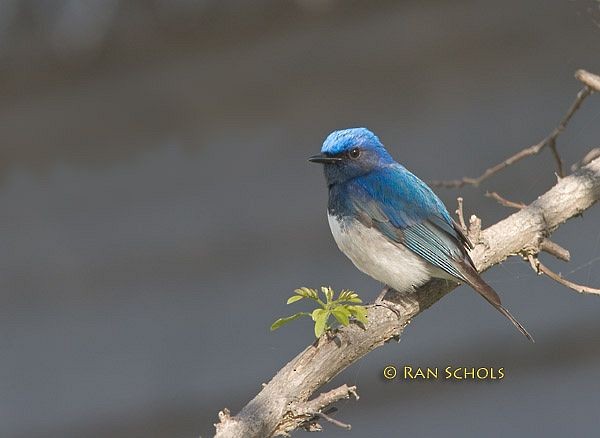 Blue-and-white Flycatcher - Ran Schols