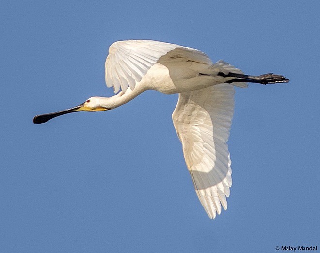 כפן - ML379439051