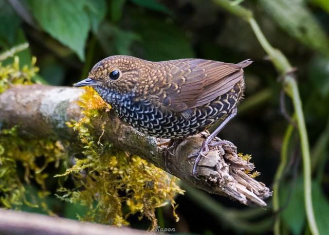 Scaly-breasted Cupwing (Himalayan) - SAPON BARUAH