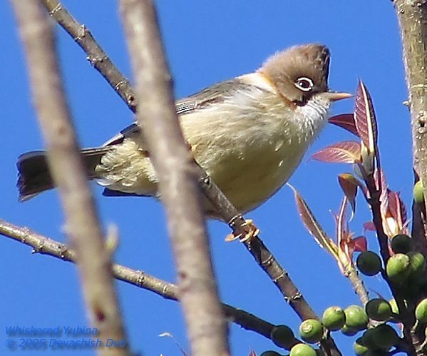 Whiskered Yuhina - ML379439621