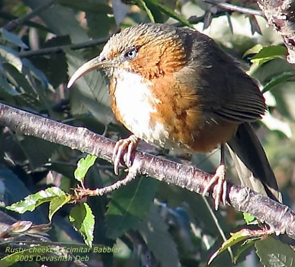 Rusty-cheeked Scimitar-Babbler - ML379439631