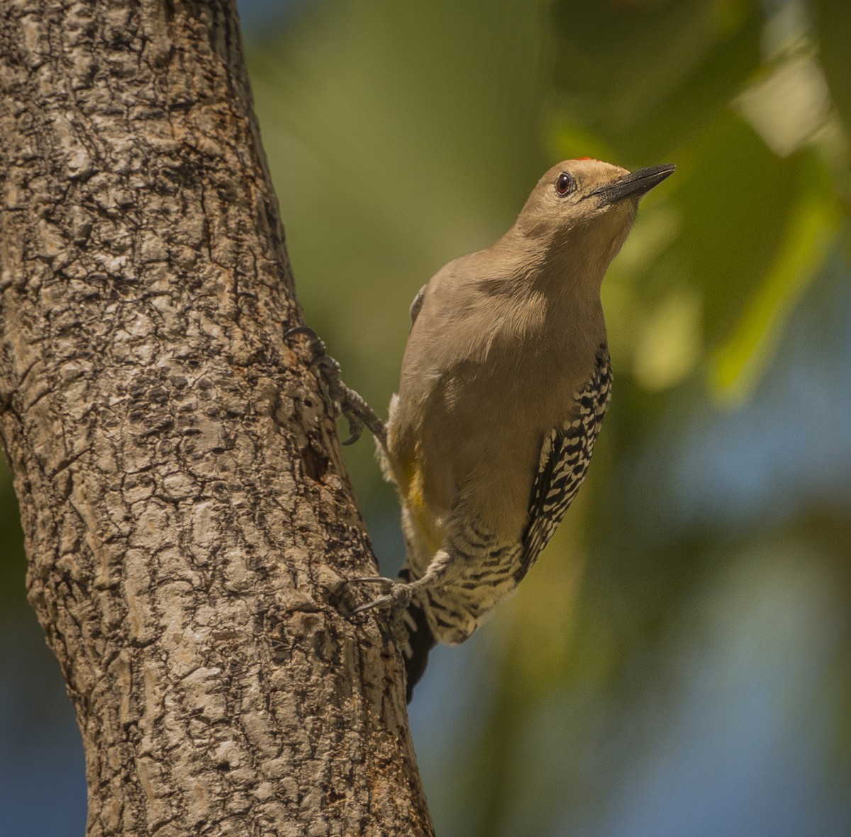 Picidae sp. - ML379439771